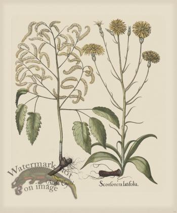 Besler 255 Colored  B2